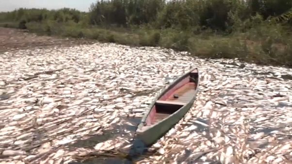 Tote Fische in den Flusssümpfen der Provinz Diwaniyah im Irak Tote Fische in den Flusssümpfen der Provinz Diwaniyah im Irak