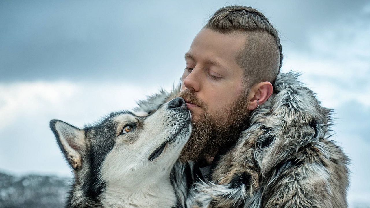 viking siberian husky