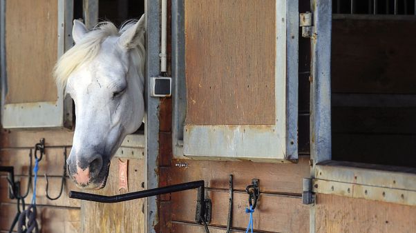 Un club d'équitation du département des Yvelines, en France, le 28 août 2020 Un club d'équitation du département des Yvelines, en France, le 28 août 2020