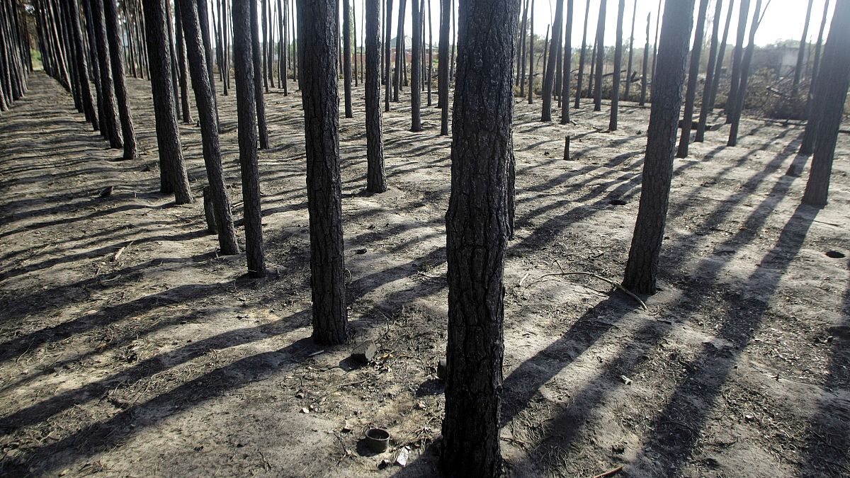 Последствия лесного пожара под Воронежом, июль 2010