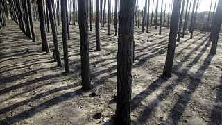 Последствия лесного пожара под Воронежом, июль 2010