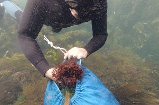 Galicia's seafood producers and innovators reveal their marine flavours