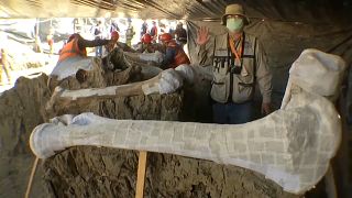 El arqueólogo Rubén Manzanilla López muestra un hueso de mamut