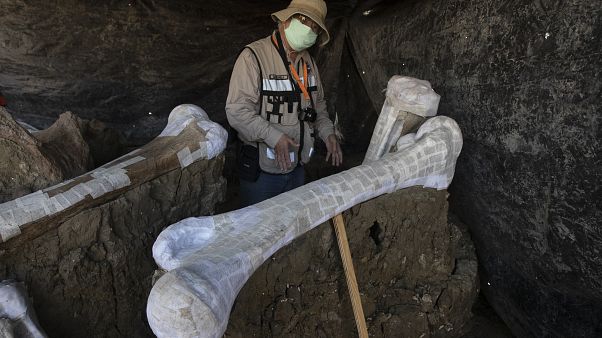 Кости мамонта Кости мамонта