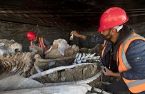 Több száz mamut maradványára bukkantak Mexikóban