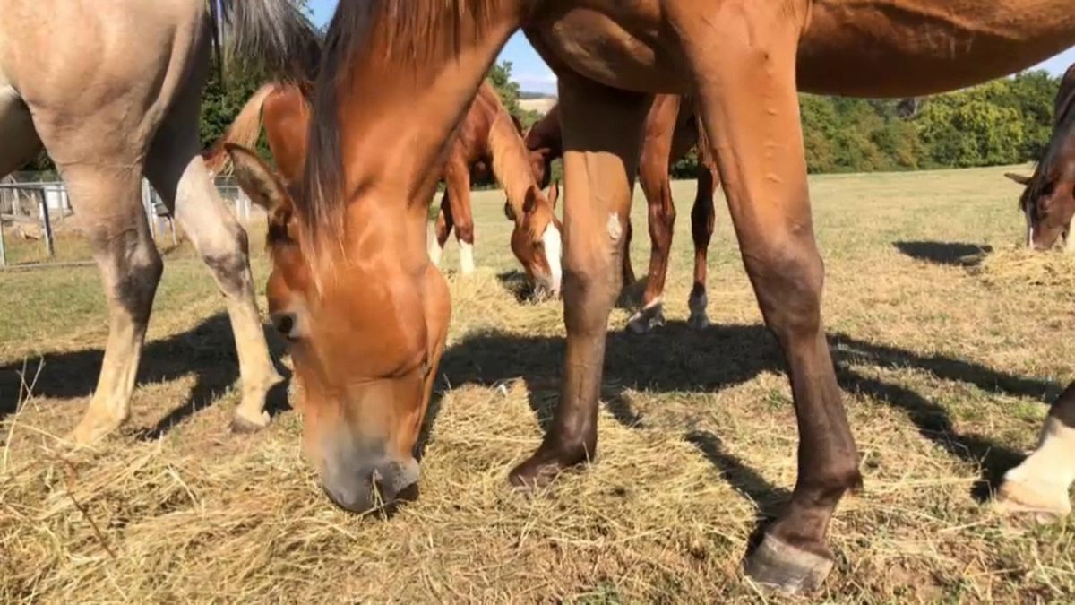 French authorities are investigating a series of horrific horse killings across the country