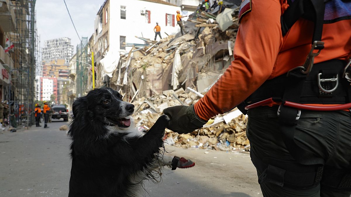 فلاش، كلب الإنقاذ التابع للفريق من تشيلي