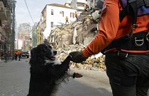 فلاش، كلب الإنقاذ التابع للفريق من تشيلي