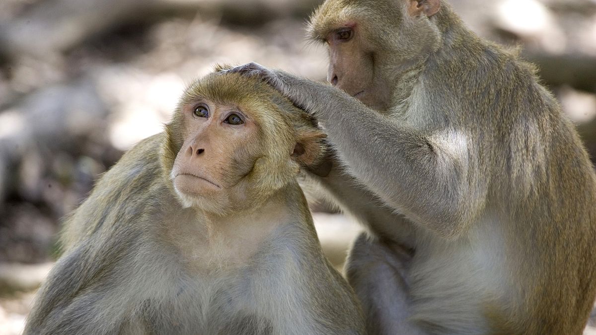 نتیجه یک تحقیق: حیوانات فاصله اجتماعی را برای جلوگیری از شیوع بیماری رعایت می‌کنند