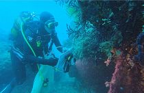 تغییرات اقلیمی در مدیترانه؛ اثرات مخرب امواج گرم دریا بر مرجان‌ها