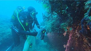 Là dove muoiono le gorgonie: gli effetti delle ondate di caldo marino nel Mediterraneo