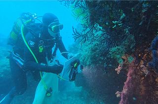 Marine heatwaves: their devastating impact on wildlife