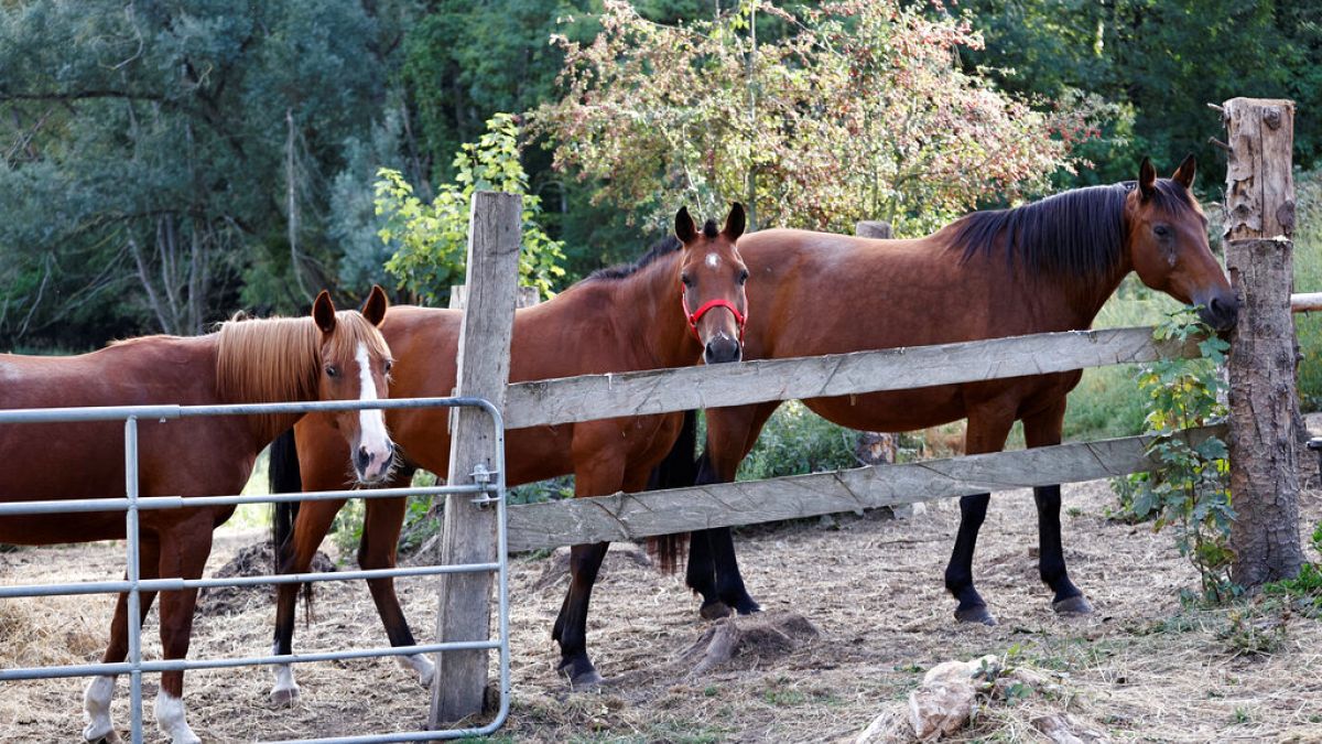 Horses stand in an enclosure at the location of a meeting between local authorities, officials and horse breeders whose animals have been victims of mutilation attacks.