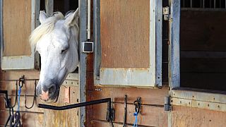 En libertad sin cargos el único detenido por el caso de los caballos mutilados en Francia