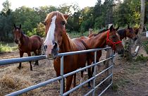 Horses stand in an enclosure at the location of a meeting between local authorities, elected officials and horse breeders whose animals have been victims of mutilation attacks