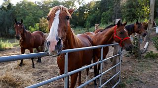 Horses stand in an enclosure at the location of a meeting between local authorities, elected officials and horse breeders whose animals have been victims of mutilation attacks