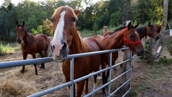 Horses stand in an enclosure at the location of a meeting between local authorities, elected officials and horse breeders whose animals have been victims of mutilation attacks Horses stand in an enclosure at the location of a meeting between local authorities, elected officials and horse breeders whose animals have been victims of mutilation attacks