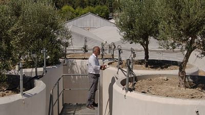 Smart farming: a revolution for traditional olive production on Crete 