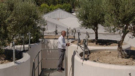 Smart farming: a revolution for traditional olive production on Crete