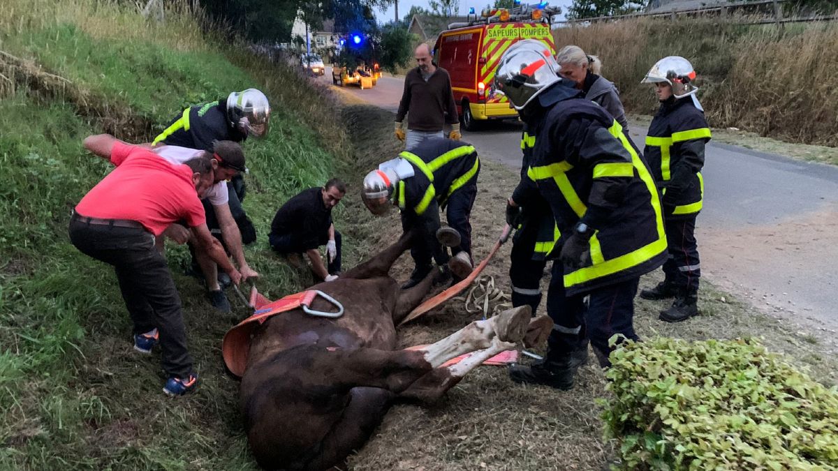 Un cheval pris en charge par les secours après avoir été attaqué le 9 juillet 2020 à Criquetot-sur-Logueville, dans le nord-ouest de la France