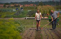 La UE busca restaurar el 70% de las tierras agrícolas para 2030
