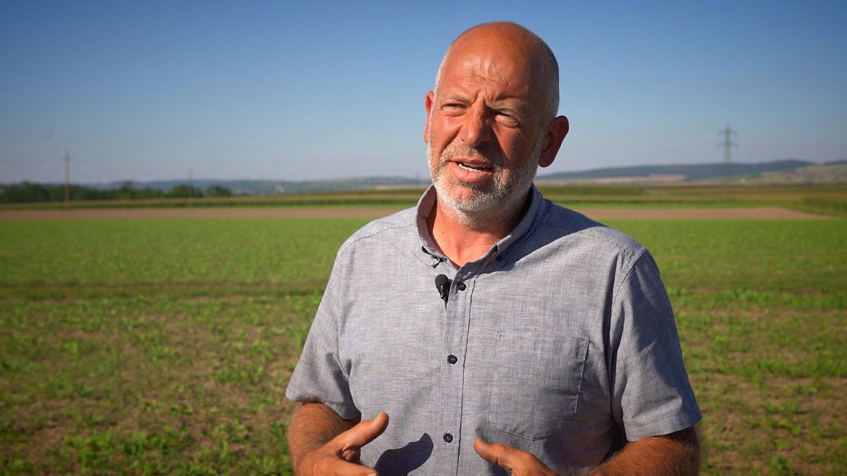 What are cover crops? The role of protective plants for farm land