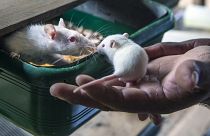 فئران مختبرات