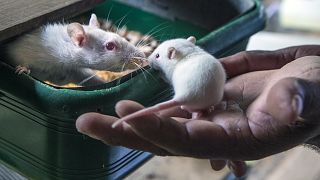 فئران مختبرات