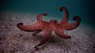 South African Netflix Documentary Showcases Inspirational Octopus
