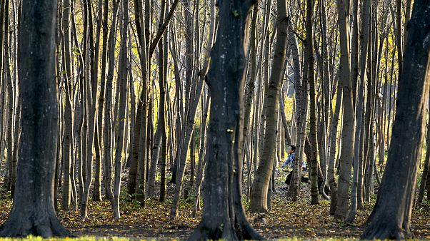 Romania forest Romania forest