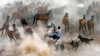 Wild horses in Kayseri Hörmetçi village in Turkey.