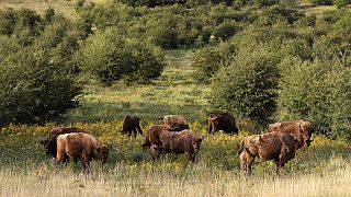 A herd of bisons graze on grass at a wildlife sanctuary in Milovice, Czech Republic, Tuesday, July 28, 2020. 