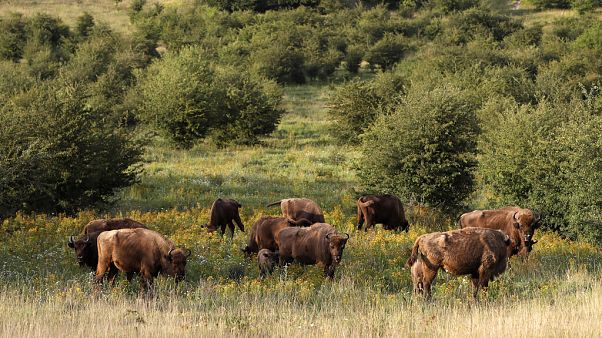 A herd of bisons graze on grass at a wildlife sanctuary in Milovice, Czech Republic, Tuesday, July 28, 2020. A herd of bisons graze on grass at a wildlife sanctuary in Milovice, Czech Republic, Tuesday, July 28, 2020.