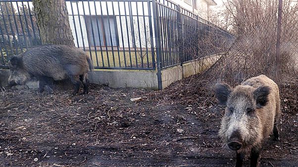 Wildschweine in einem Wohnviertel bei Warschau, 25.März 2018 Wildschweine in einem Wohnviertel bei Warschau, 25.März 2018