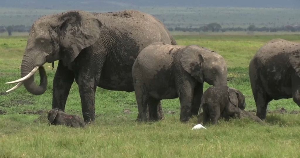 World Wildlife Plummets More Than Two-thirds In 50 Years | Africanews