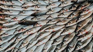 Overfishing is one of the factors driving biodiversity loss.
