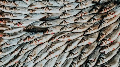 Overfishing is one of the factors driving biodiversity loss. Overfishing is one of the factors driving biodiversity loss.