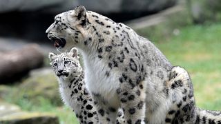 أنثى نمر الثلوج مالايا وابنتها ذات الأشهر الثلاثة أهافا