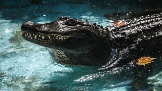 قرويون يطالبون بفدية لإطلاق سراح تمساح