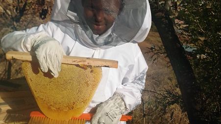 Selassie Sithole, aged 10, harvests honey at the bee sanctuary and pays his own fees and stationery costs from the proceeds.