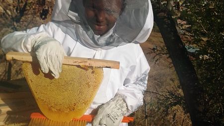 Selassie Sithole, aged 10, harvests honey at the bee sanctuary and pays his own fees and stationery costs from the proceeds.