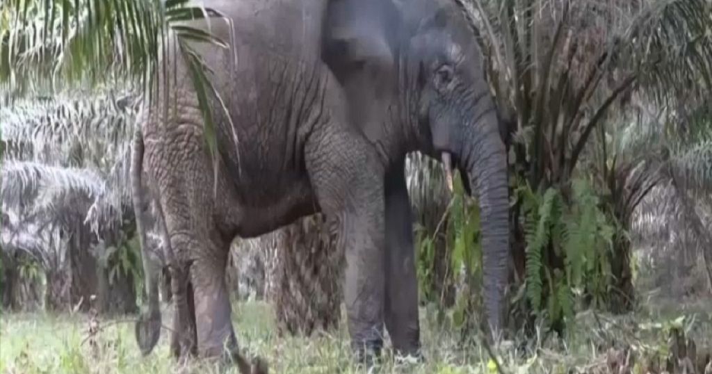 Pesky Ivorian Elephant Relocated to New Safe Home