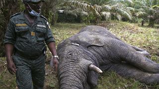Hamed, l'éléphant sauvage ivoirien de retour au zoo