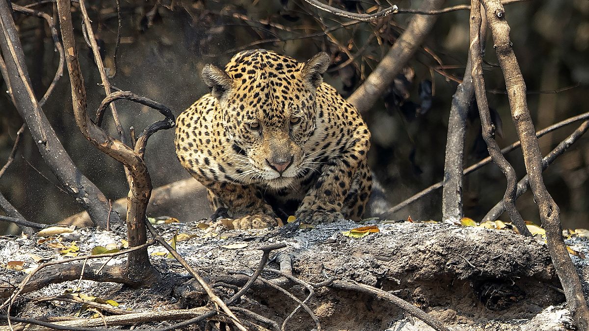 Jaguar en el parque Encontro das Aguas en el humedal de el Pantanal, Pocone, Mato Grosso, Brasil, 13/9/ 2020.
