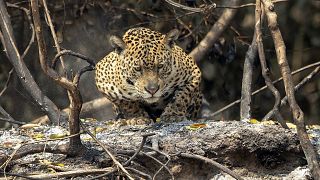 Jaguar en el parque Encontro das Aguas en el humedal de el Pantanal, Pocone, Mato Grosso, Brasil, 13/9/ 2020.