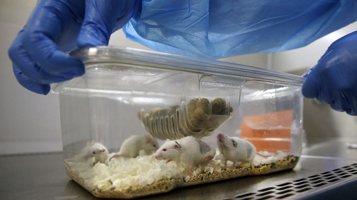 تولید قلب کوچک از سلول‌های بنیادی موش
