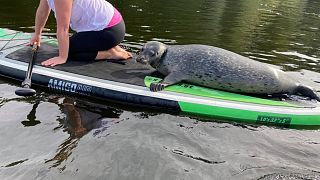 This little guy joined in with a class of beginner paddleboarders on a river in Lincolnshire.