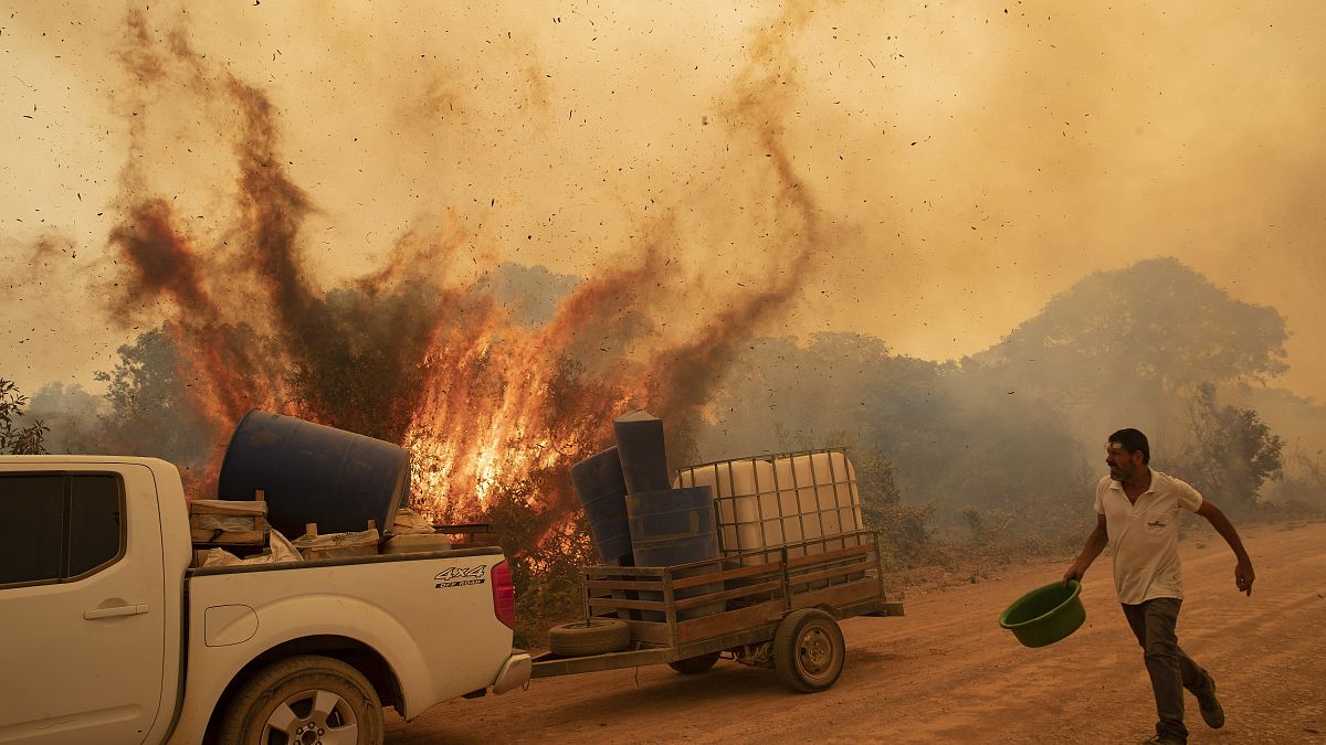 A volunteer tries to douse the fire on the Transpantaneira road in the Pantanal wetlands near Pocone, Mato Grosso state, Brazil, Friday, Sept. 11, 2020. 