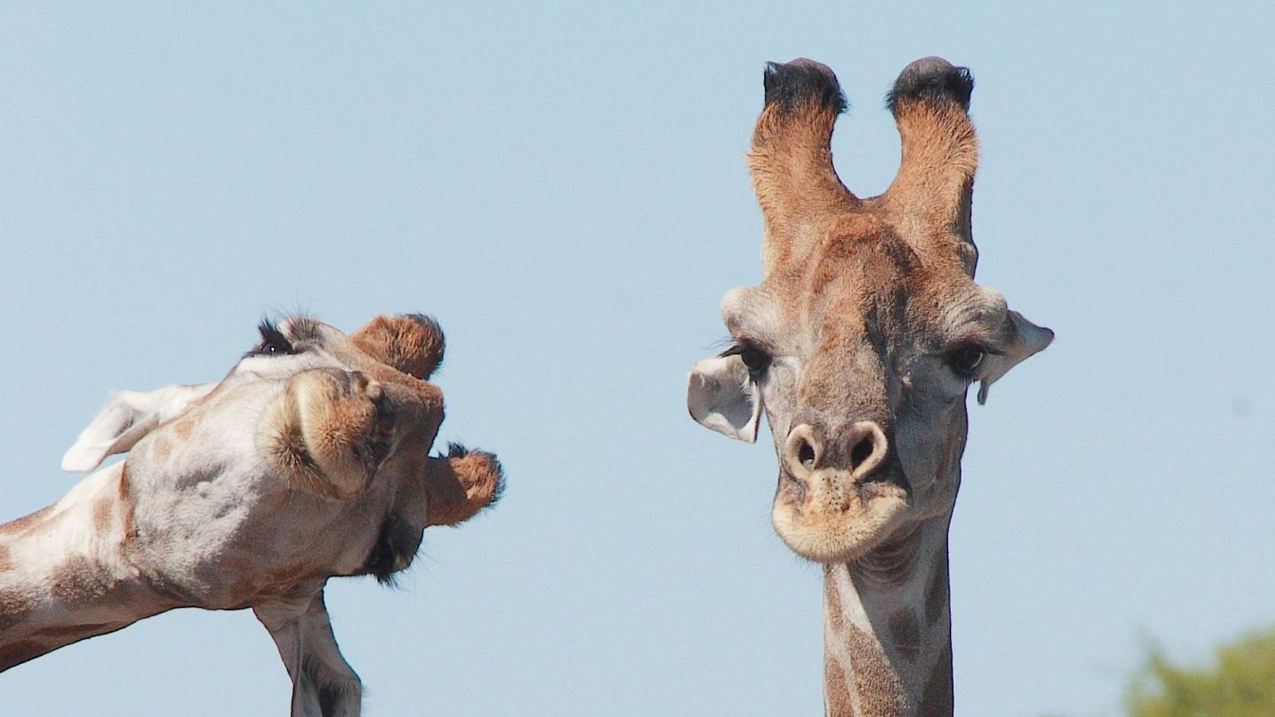 Comedy Wildlife photo finalists taking votes for funniest animal image