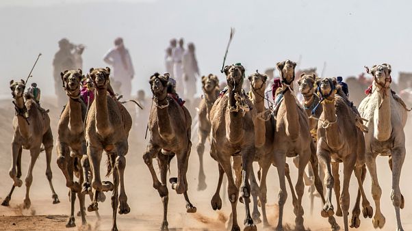 سباق الهجن في سيناء سباق الهجن في سيناء